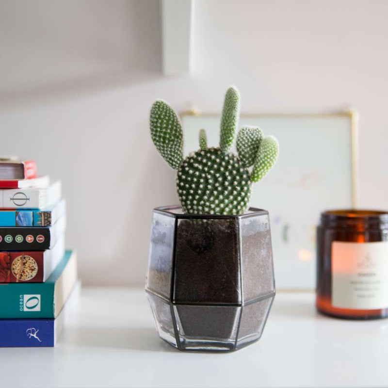 Geometric-Glass-used-as-plant-pot-set